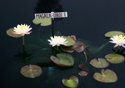 Nymphaea 'Mangkala Ubol'