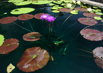 Nymphaea ‘Ultra Violet'