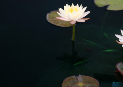 Nymphaea 'Mangkala Ubol'