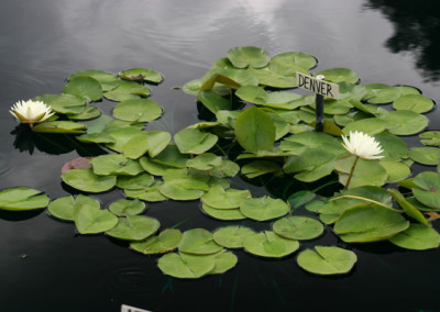 Nymphaea 'Denver'