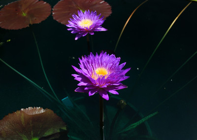 Nymphaea ‘Ultra Violet'