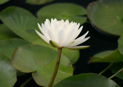 Nymphaea 'Denver'