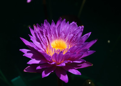 Nymphaea ‘Ultra Violet'