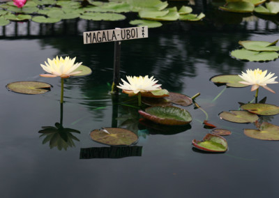 Nymphaea 'Mangkala Ubol'