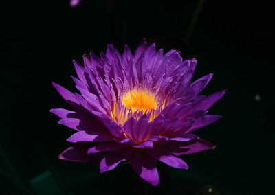 Nymphaea ‘Ultra Violet'