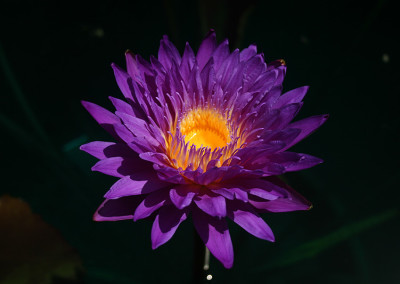 Nymphaea ‘Ultra Violet'