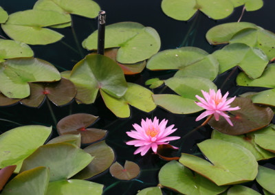 Nymphaea 'Mayla'