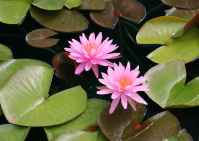 Nymphaea 'Mayla'