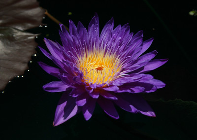 Nymphaea ‘Ultra Violet'