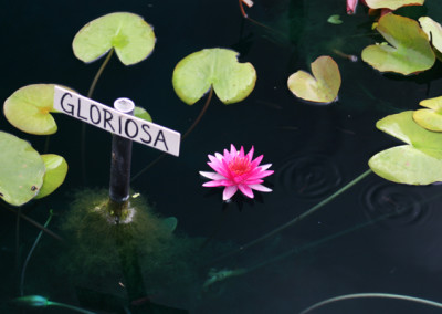 Nymphaea 'Gloriosa'