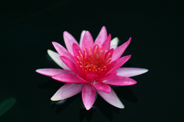 Nymphaea ‘Gloriosa’