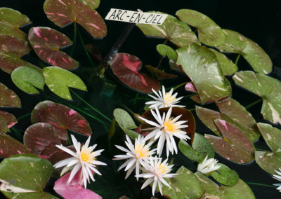 Nymphaea 'Arc-En-Ciel'