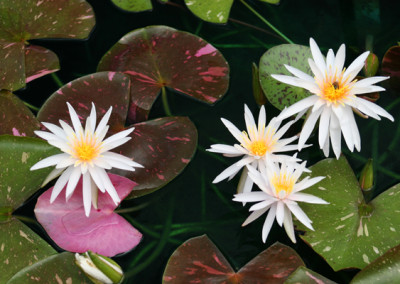 Nymphaea 'Arc-En-Ciel'