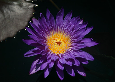 Nymphaea ‘Ultra Violet'