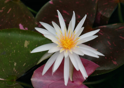 Nymphaea 'Arc-En-Ciel'