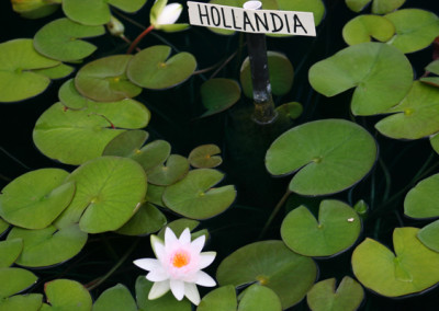 Nymphaea ‘Hollandia'