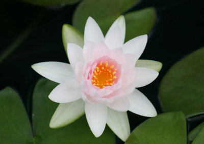 Nymphaea ‘Hollandia'