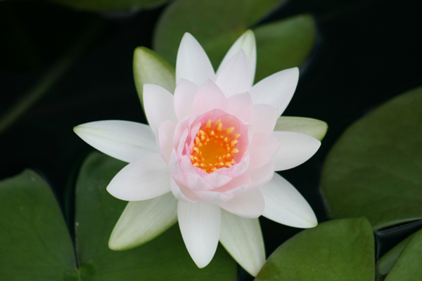 Nymphaea ‘Hollandia’