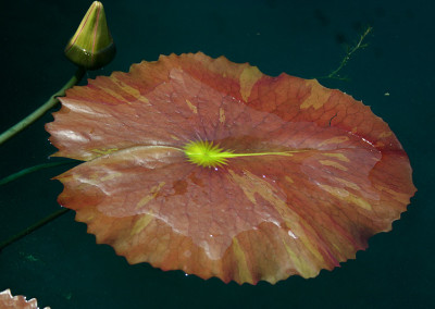 Nymphaea ‘Ultra Violet'