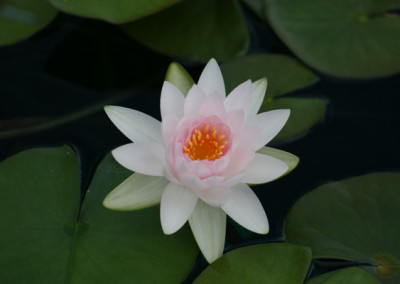 Nymphaea ‘Hollandia'