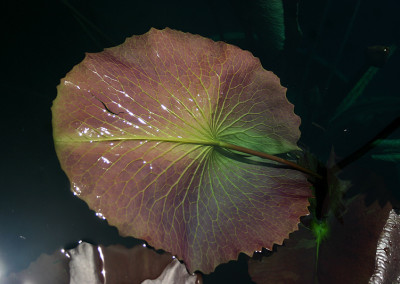 Nymphaea ‘Ultra Violet'