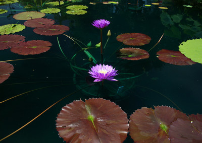 Nymphaea ‘Ultra Violet'