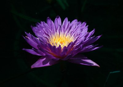 Nymphaea ‘Ultra Violet'