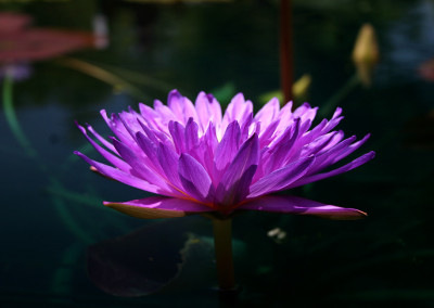 Nymphaea ‘Ultra Violet'