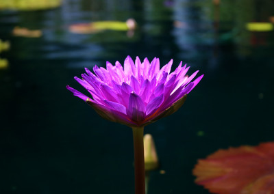 Nymphaea ‘Ultra Violet'