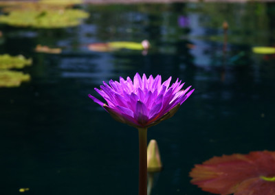 Nymphaea ‘Ultra Violet'