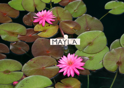 Nymphaea 'Mayla'