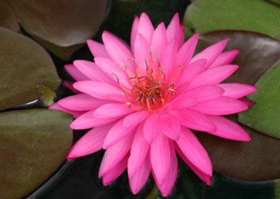 Nymphaea 'Mayla'