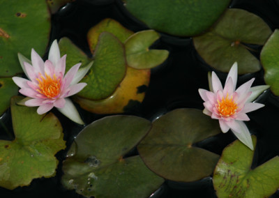 Nymphaea 'Joanne Pring'