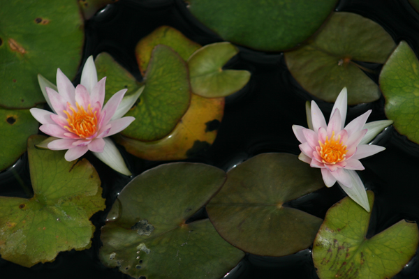 Nymphaea ‘Joanne Pring’