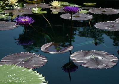 Nymphaea ‘Ultra Violet'