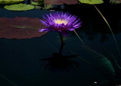 Nymphaea ‘Ultra Violet'