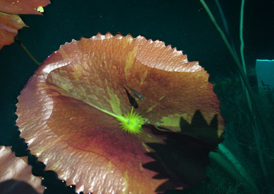 Nymphaea ‘Ultra Violet'