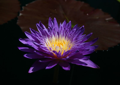 Nymphaea ‘Ultra Violet'