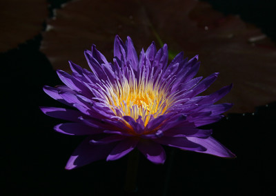 Nymphaea ‘Ultra Violet'