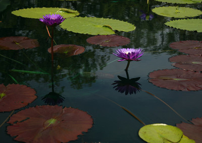 Nymphaea ‘Ultra Violet'