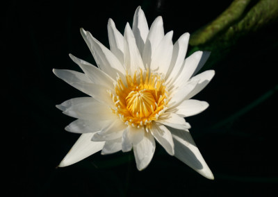 Nymphaea ‘White Fleck’