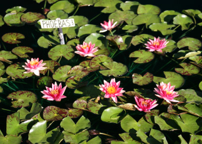 Nymphaea 'Phoebas'