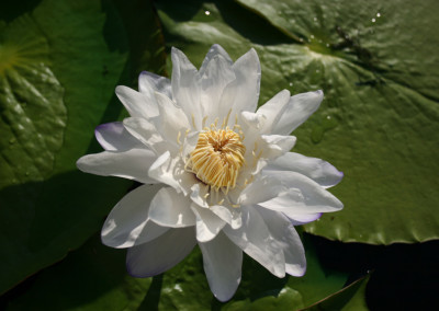 Nymphaea immutabilis subsp. immutabilis