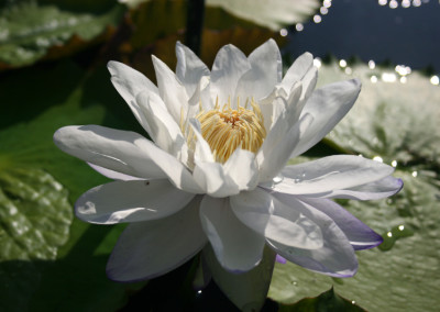 Nymphaea immutabilis subsp. immutabilis