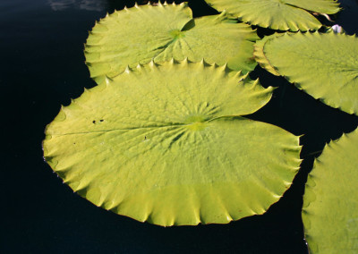 Nymphaea immutabilis subsp. immutabilis