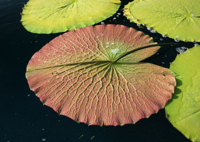 Nymphaea immutabilis subsp. immutabilis