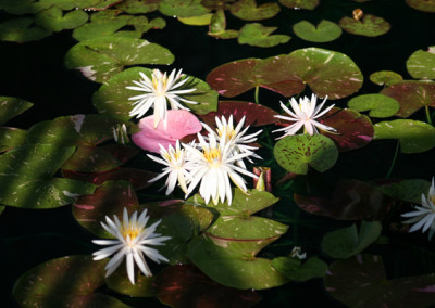 Nymphaea 'Arc-En-Ciel'