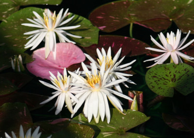 Nymphaea ‘Arc-En-Ciel’