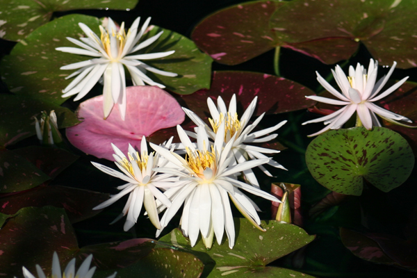 Nymphaea ‘Arc-En-Ciel’