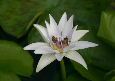 Nymphaea 'White Colorata'